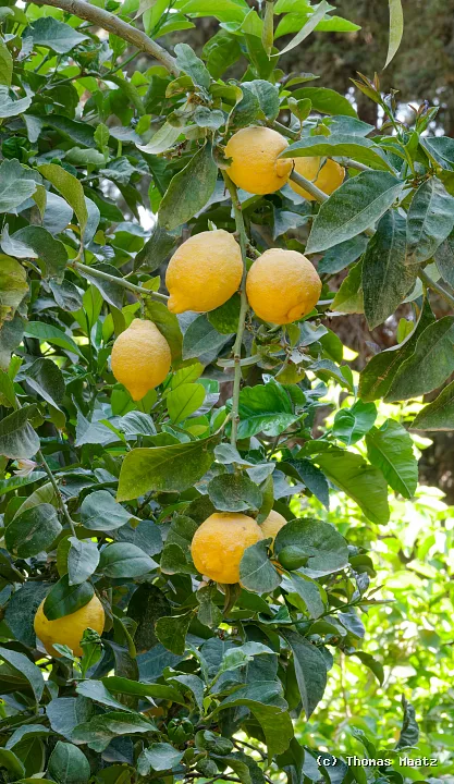 P1000454
