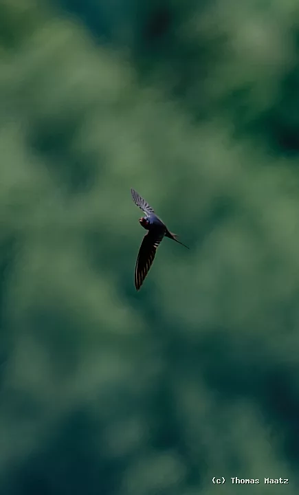 P1000698