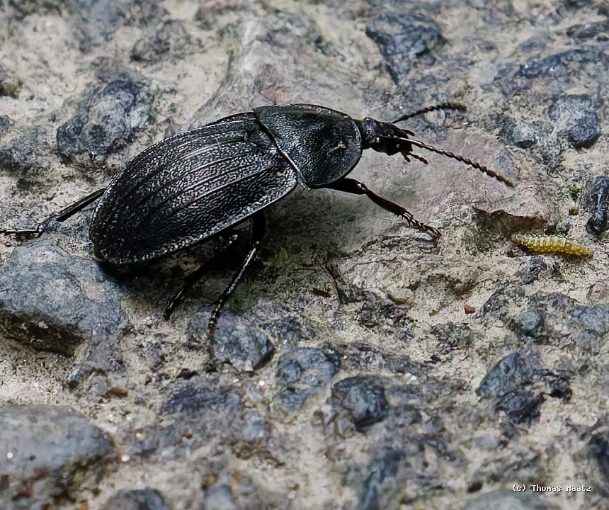 P1000965