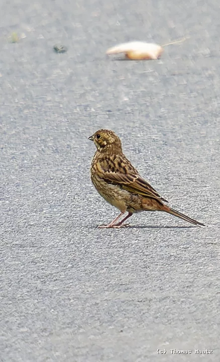 P1001230