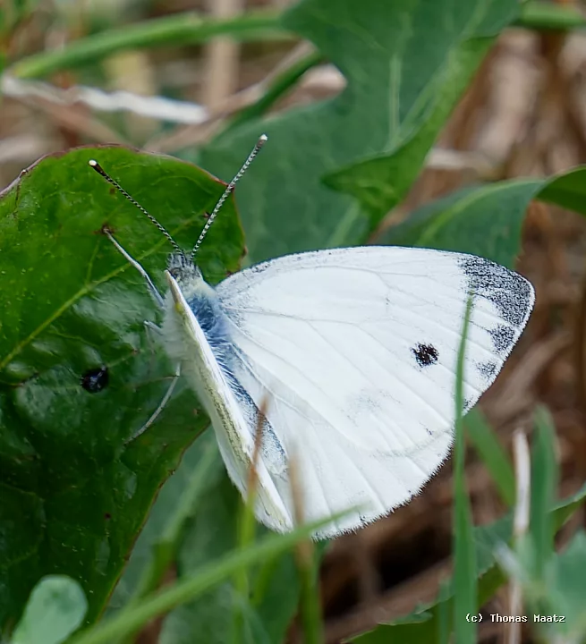 P1001599
